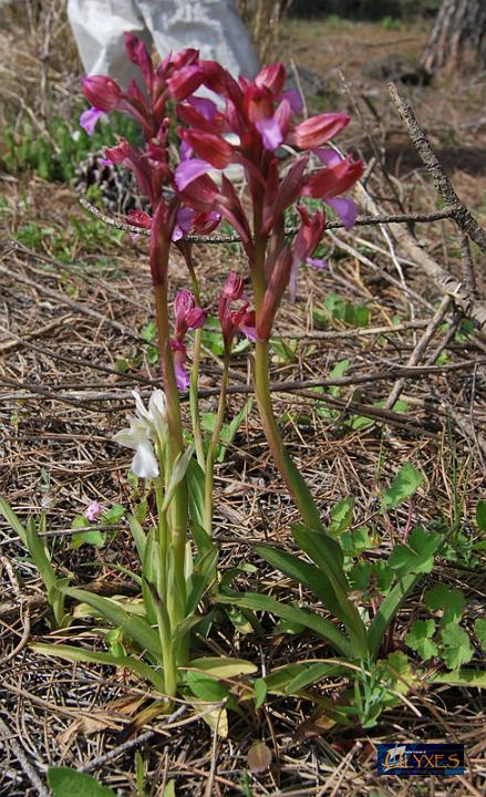 orchis papilionacea albina.JPG